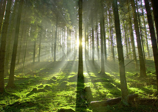 Wald